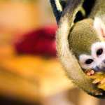 Squirrel monkey hd