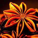 Star Anise free download