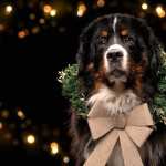 Bernese Mountain Dog high definition wallpapers