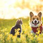 Cat Dog new wallpapers