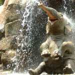 Asian Elephant images