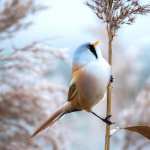 Bearded reedling wallpapers hd