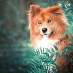 Eurasier hd desktop