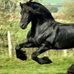 Friesian horse desktop