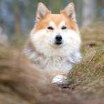 Icelandic Sheepdog wallpaper