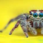 Jumping Spider wallpapers