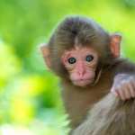 Macaque high quality wallpapers