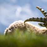 Mountain Goat wallpapers for iphone