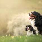 Bernese Mountain Dog new wallpapers