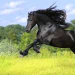 Friesian horse wallpapers for android