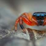 Jumping Spider images
