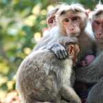 Macaque hd photos