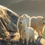 Mountain Goat wallpapers