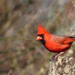 Northern Cardinal wallpapers for android