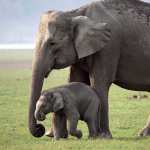 Asian Elephant wallpapers for android