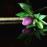 Hellebore download wallpaper