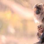 Macaque PC wallpapers
