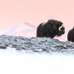Muskox wallpapers for iphone