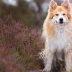 Eurasier free wallpapers