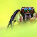 Jumping Spider wallpapers for iphone