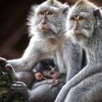 Macaque free wallpapers