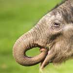 Asian Elephant wallpapers