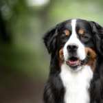 Bernese Mountain Dog wallpapers for android