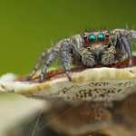 Jumping Spider free wallpapers
