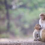 Macaque high definition photo