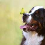 Bernese Mountain Dog high quality wallpapers