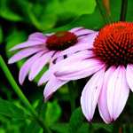 Echinacea full hd