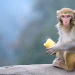 Macaque download wallpaper