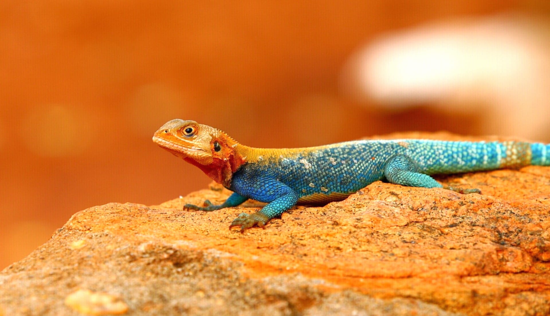 Agama at 1024 x 1024 iPad size wallpapers HD quality