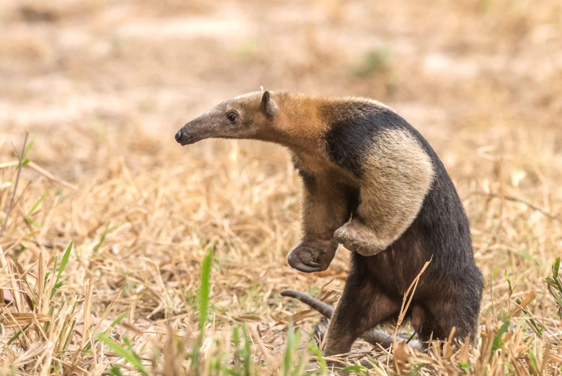 Anteater wallpapers HD quality