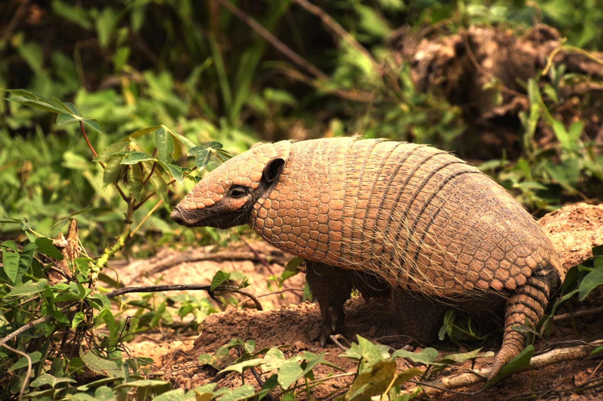 Armadillo wallpapers HD quality