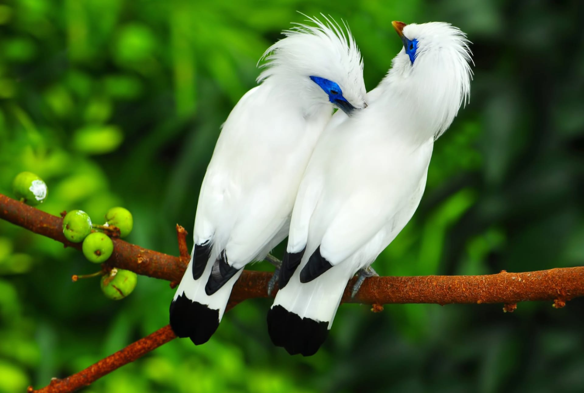 Bali Myna at 750 x 1334 iPhone 6 size wallpapers HD quality