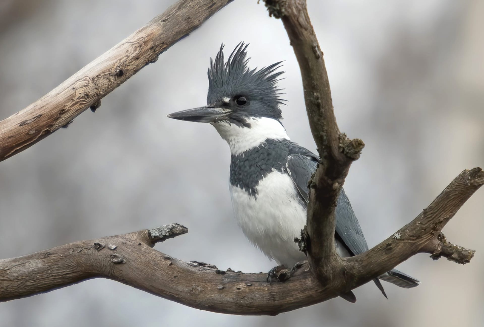 Belted kingfisher at 1152 x 864 size wallpapers HD quality