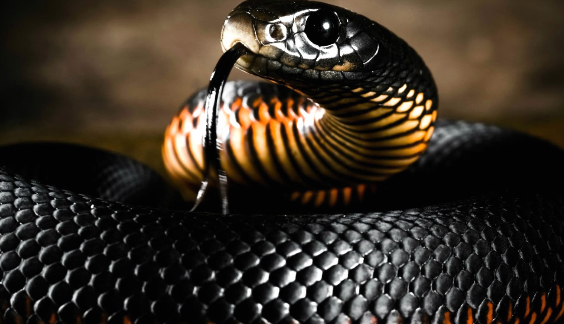 Black Mamba at 1152 x 864 size wallpapers HD quality