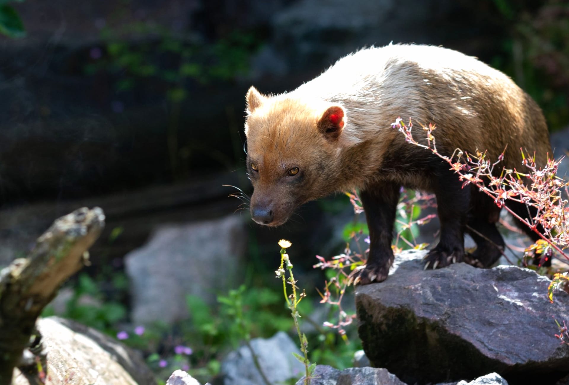 Bush dog at 1600 x 1200 size wallpapers HD quality