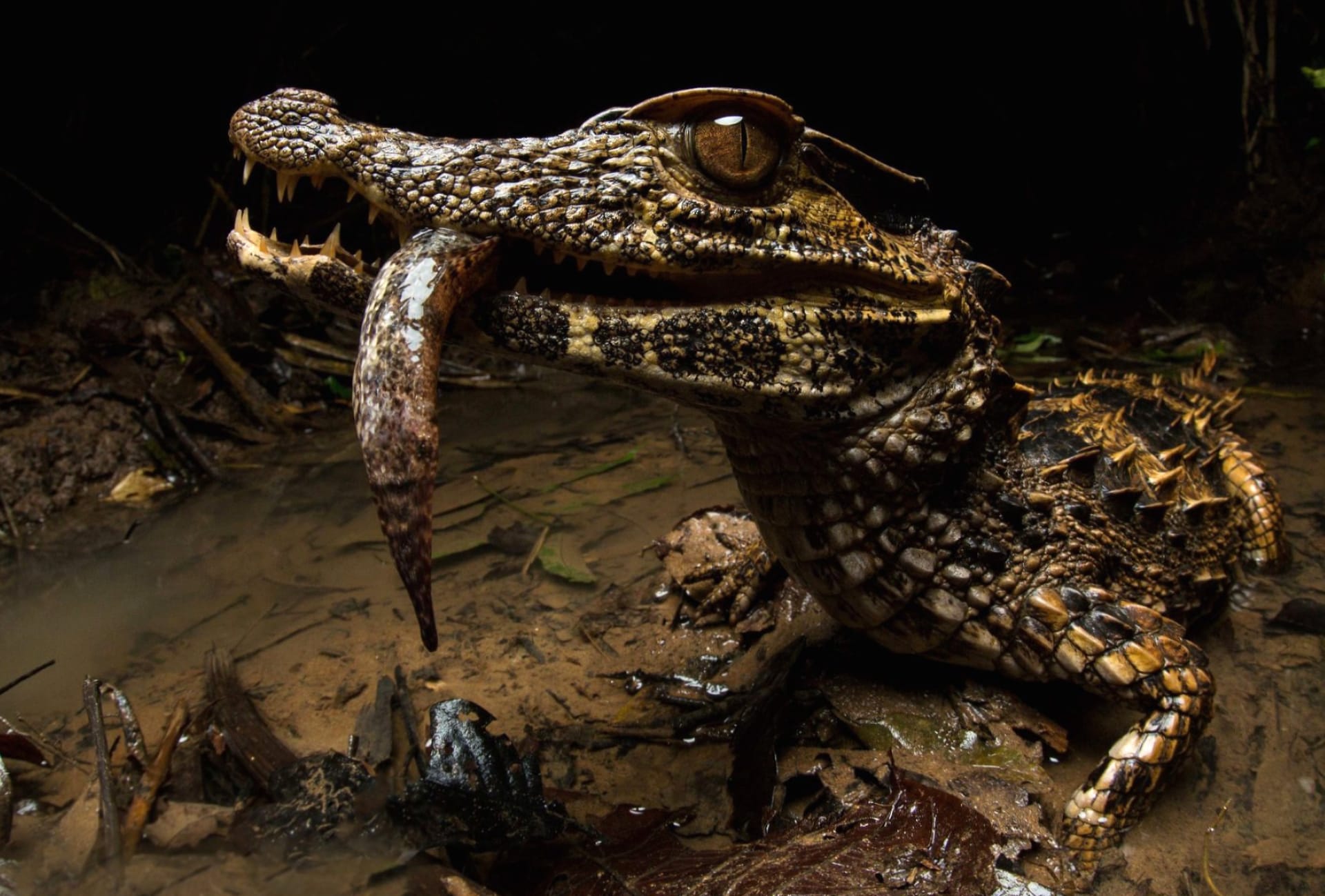 Caiman at 640 x 1136 iPhone 5 size wallpapers HD quality