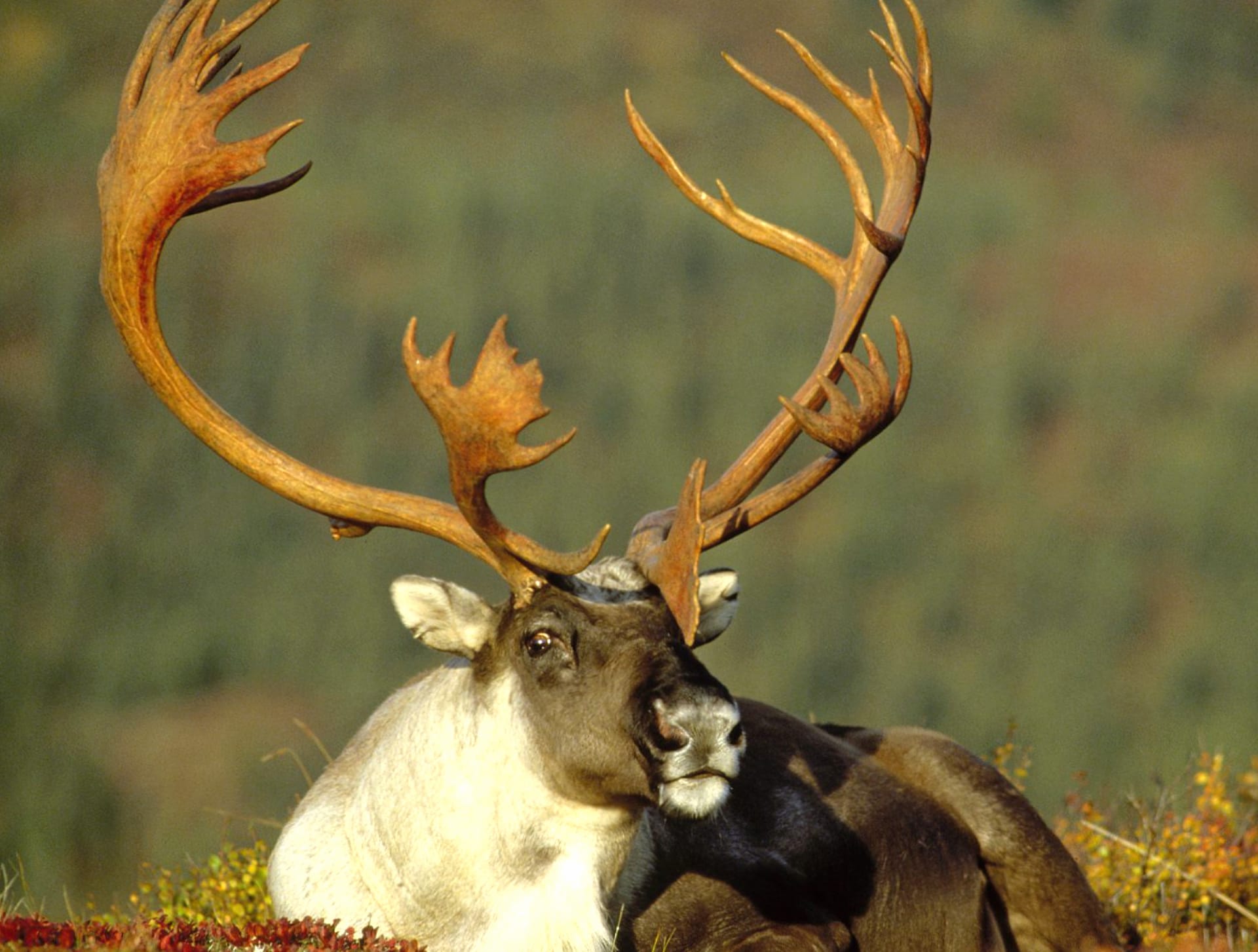Caribou at 1024 x 768 size wallpapers HD quality