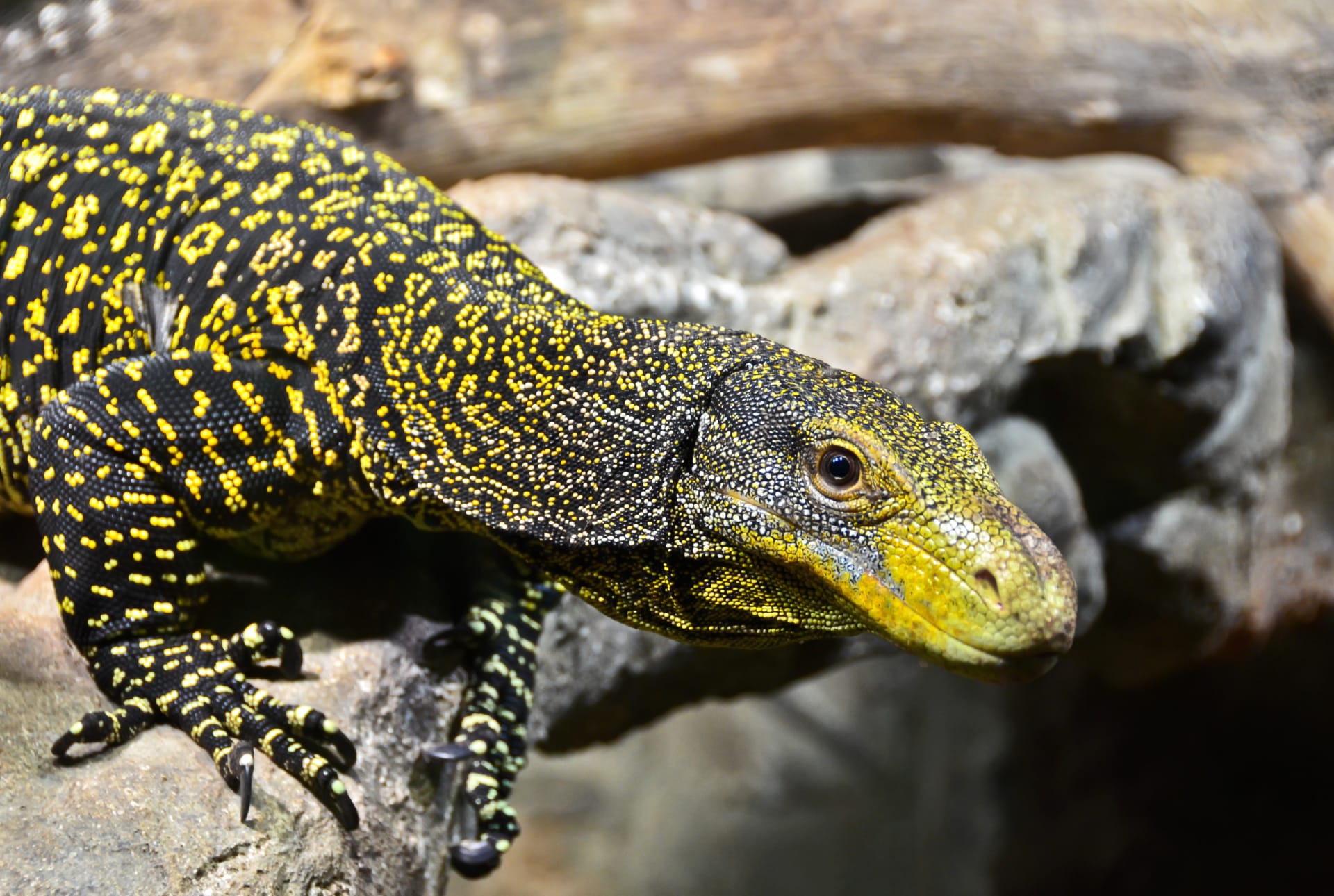 Crocodile Monitor at 1024 x 768 size wallpapers HD quality