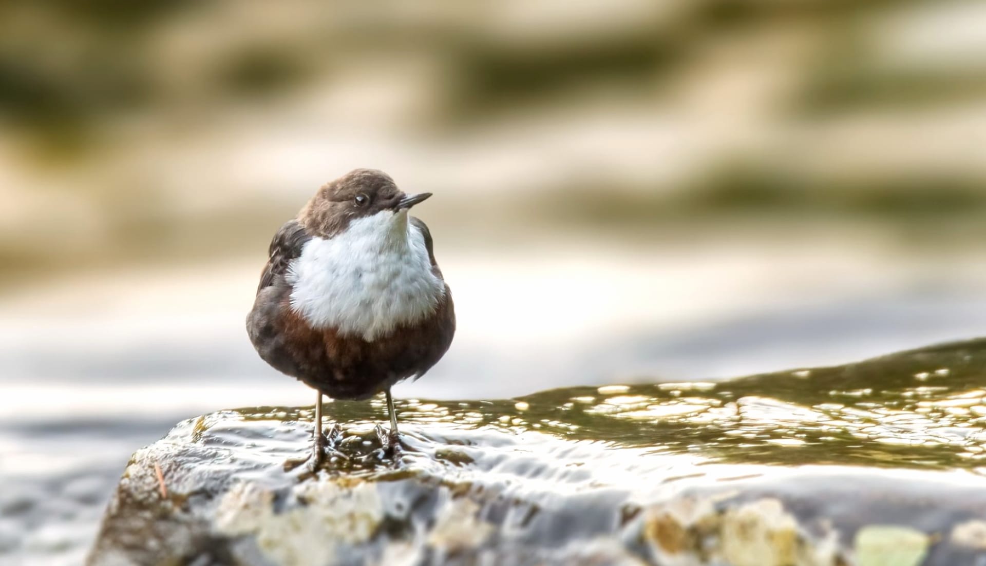 Dipper wallpapers HD quality