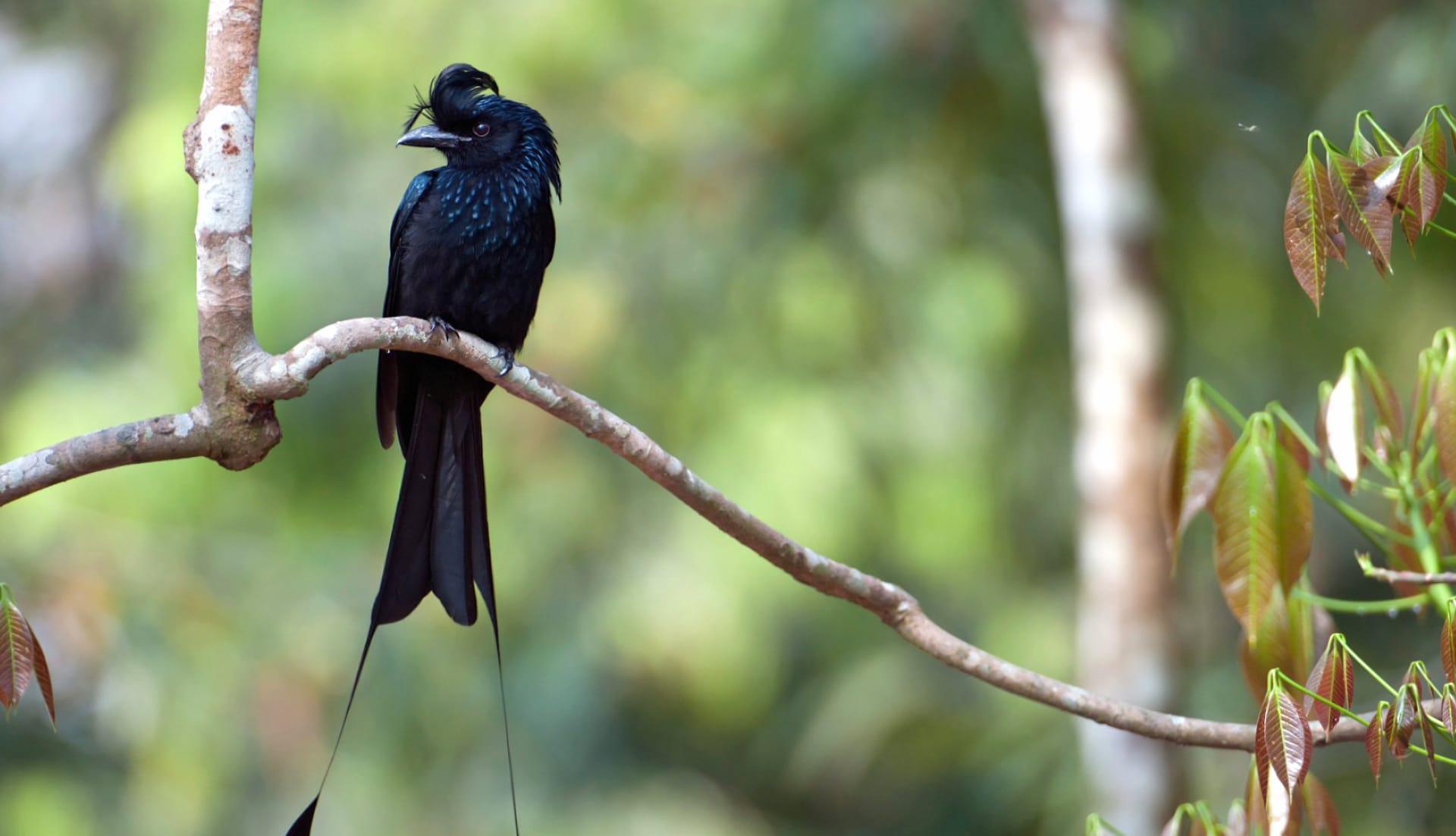 Drongo wallpapers HD quality