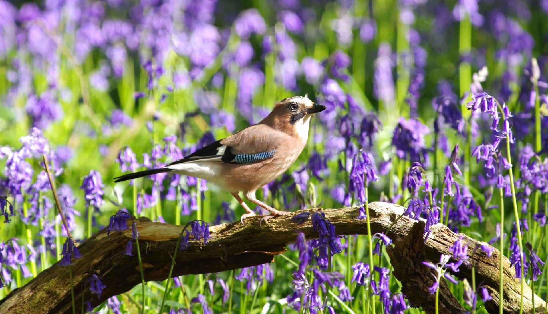 Eurasian Jay at 640 x 960 iPhone 4 size wallpapers HD quality