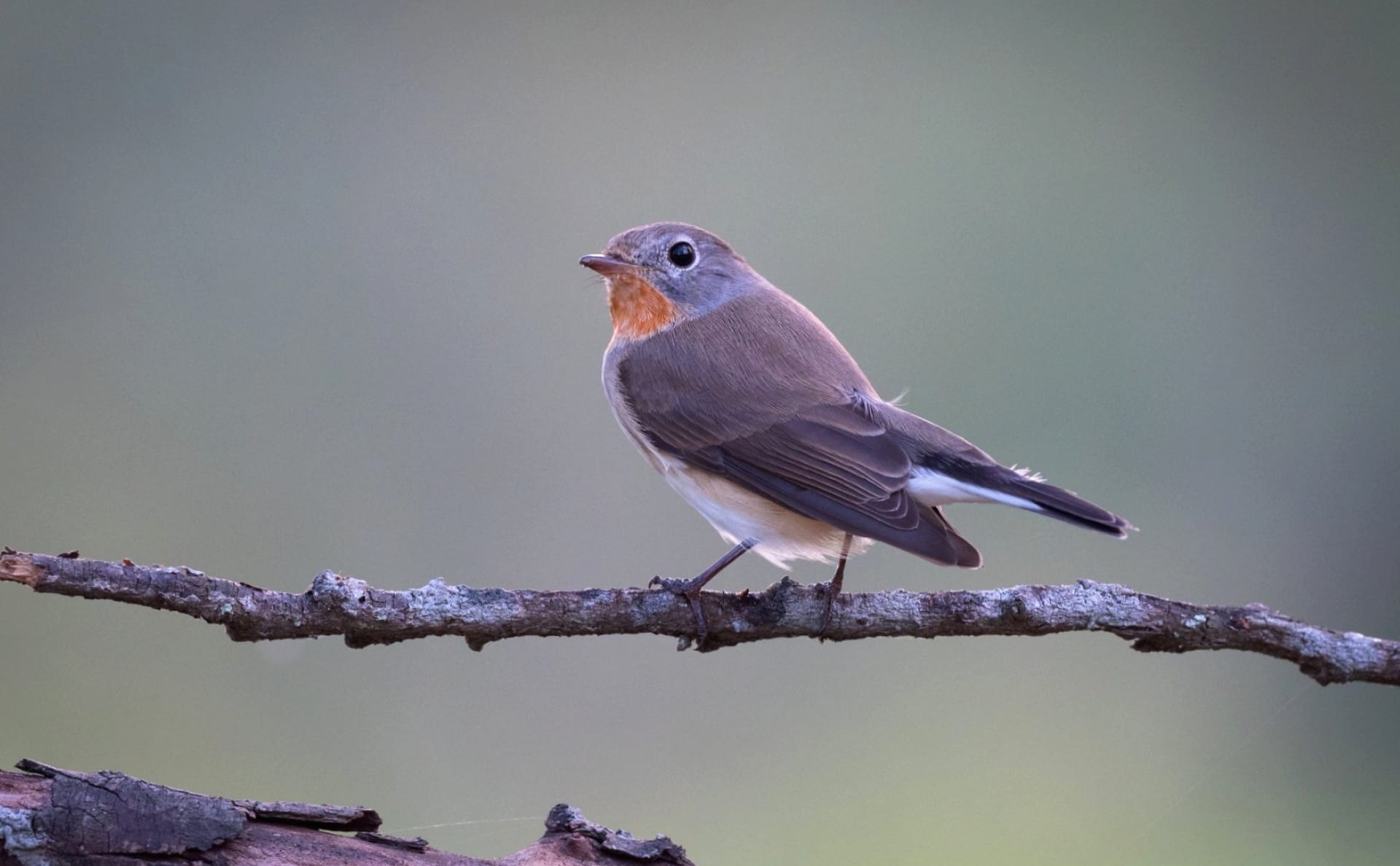 Flycatcher at 1024 x 1024 iPad size wallpapers HD quality