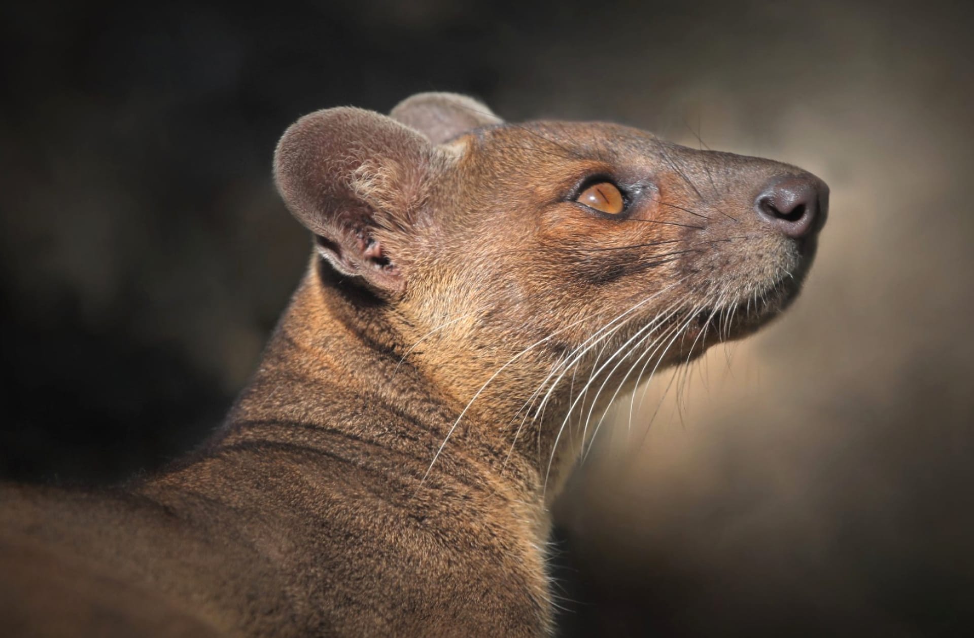 Fossa at 1600 x 1200 size wallpapers HD quality