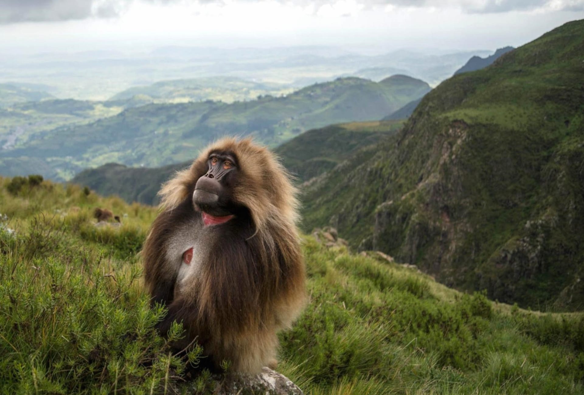 Gelada at 320 x 480 iPhone size wallpapers HD quality