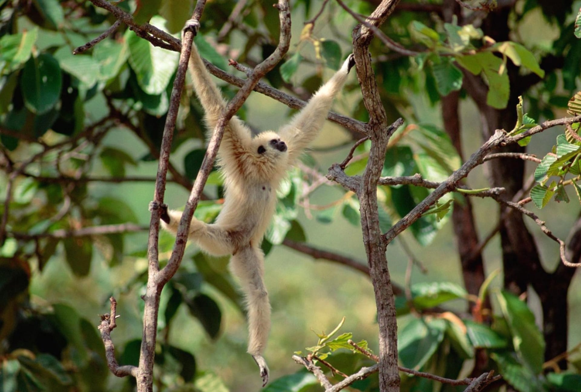 Gibbon at 1152 x 864 size wallpapers HD quality