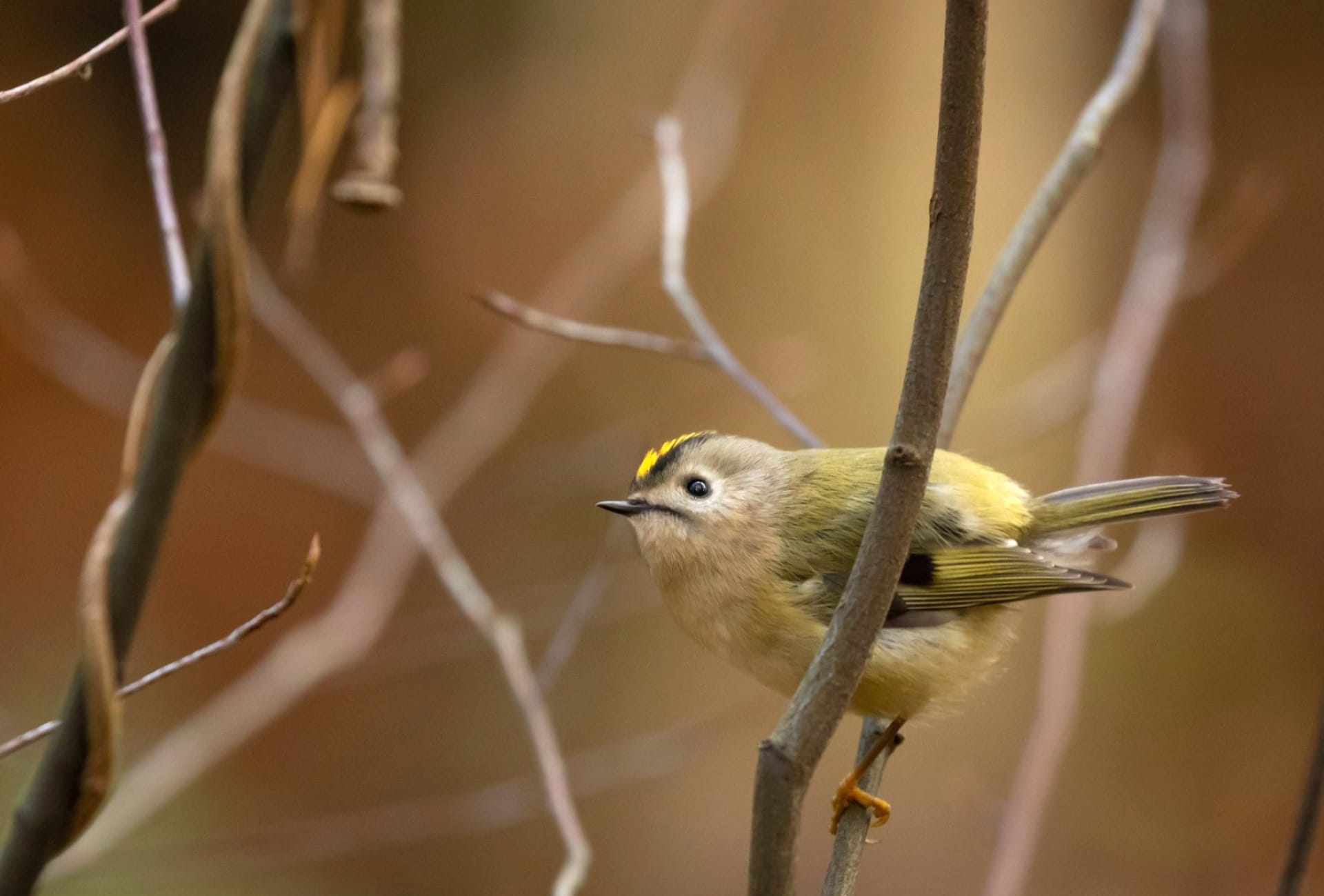 Goldcrest wallpapers HD quality